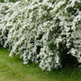 Lush waterfall of white spring blooms on a hedge of bridal wreath spirea shrubs
