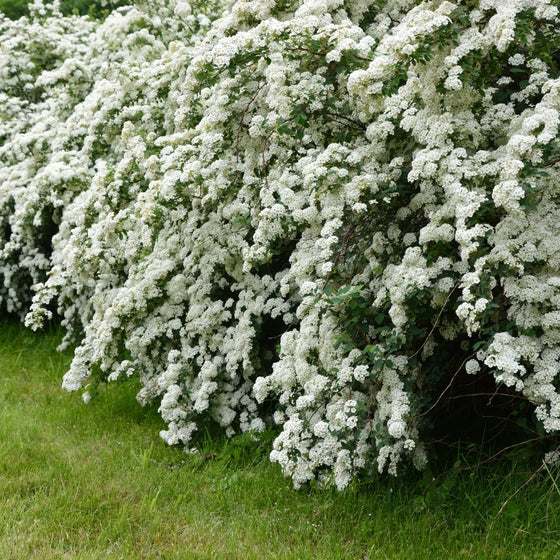 Lush waterfall of white spring blooms on a hedge of bridal wreath spirea shrubs
