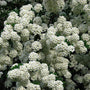 close-up of Bridal Wreath Spirea Shrubs with pure white blooms