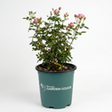 A potted rose bush with green leaves and pink blossoms in a dark green nursery pot, photographed against a plain white studio background. The pot is branded with 'Ribbon Garden Goods'.