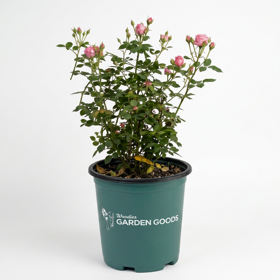 A potted rose bush with green leaves and pink blossoms in a dark green nursery pot, photographed against a plain white studio background. The pot is branded with 'Ribbon Garden Goods'.