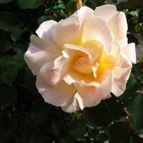 Brindabella Rose Glow Shrub's Peach, Pink, Yellow, and White Petals