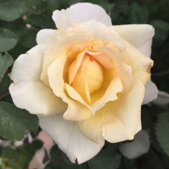 Brindabella Glow Rose Bush with Yellow and White Blooms on Plant