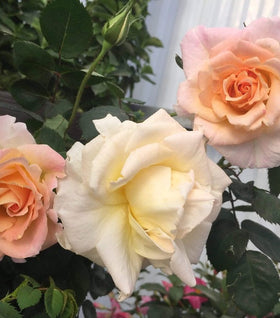 Brindabella Glow Rose