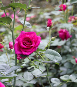 Brindabella Purple Prince Rose