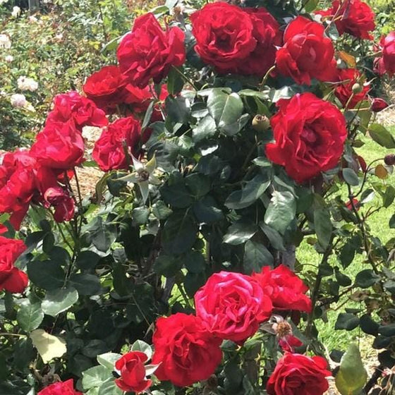 large flower clusters of red rose on Brindabella Red Empress