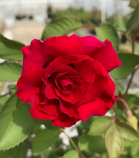 Brindabella Red Empress Rose