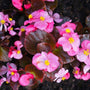 Bronze Leaf Pink Begonia Plants