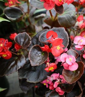 Bronze Leaf Pink Begonia
