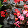 bronze leaf pink begonia
