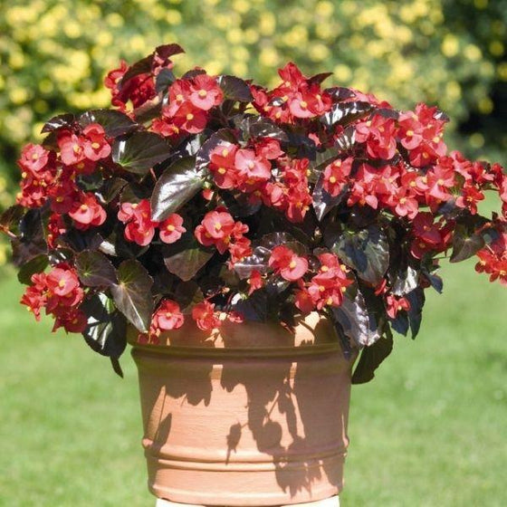 big red bronze leave begonia red flowers 