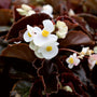 stunning summer garden annual begonia white flowers