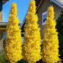 Brooks Road Maidenhair Tree with dense upright form for small-space landscapes