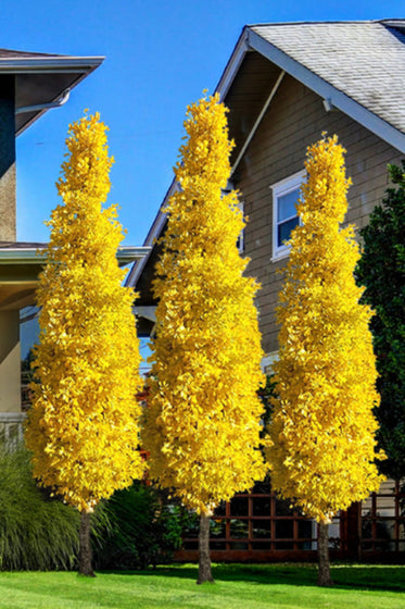 Brooks Road Maidenhair Tree with dense upright form for small-space landscapes
