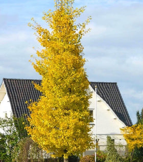 Brooks Road Ginkgo Tree