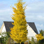 Columnar Brooks Road Ginkgo Tree turning golden yellow in fall