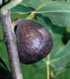 Brown Turkey Fig Tree