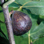 Ripe Brown Turkey Fig Tree