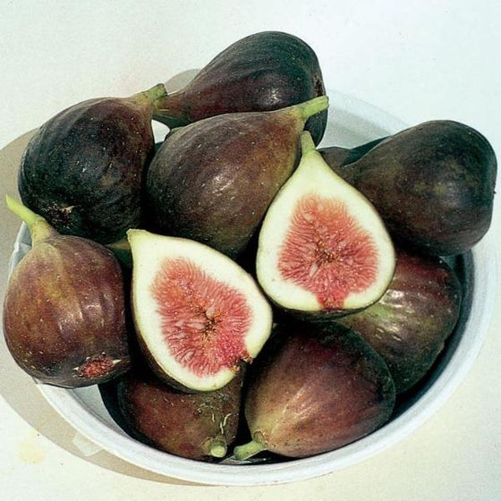 Brown turkey fig amber colored flesh