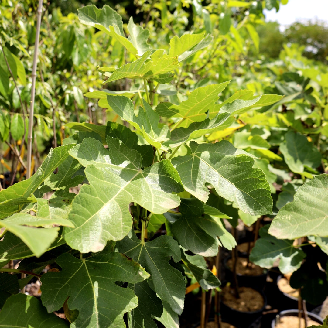 Brown Turkey Fig Tree (5 Gal)