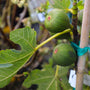 close up view of figs growing on brown turkey fig tree