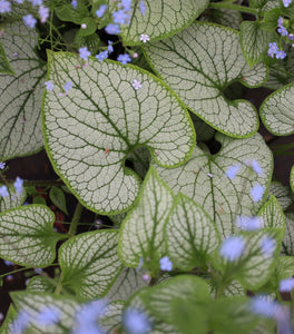 Jack Frost Brunnera