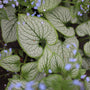 close up view of detailed veiny heart shaped leaf on brunnera jack frost plant