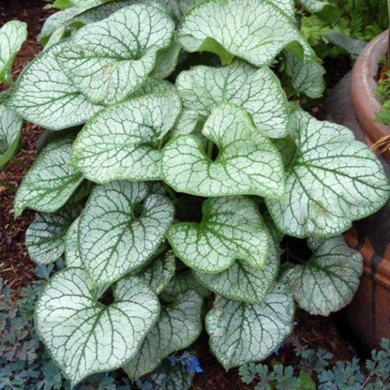 The Jack Frost Brunnera has striking foliage that loves shady areas,