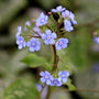 close up photo of dainty blue flowers on jack frost brunnera