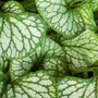 Brunnera Silver Heart