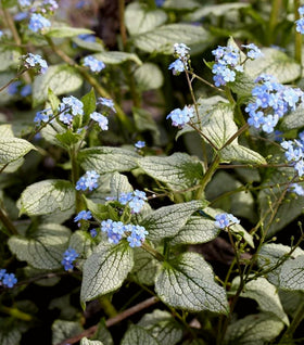 Brunnera Silver Heart
