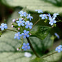 Brunnera Silver Heart