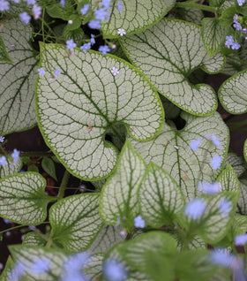Brunnera Jack Frost
