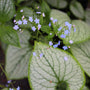 small light blue brunnera blooms resembling forget-me-not flowers