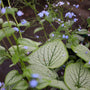 zoomed in look at veiny foliage and light blue flowers of jack frost brunnera