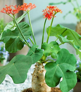 Buddha Belly Plant