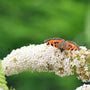 close up of moth on white butterfly bush bloom