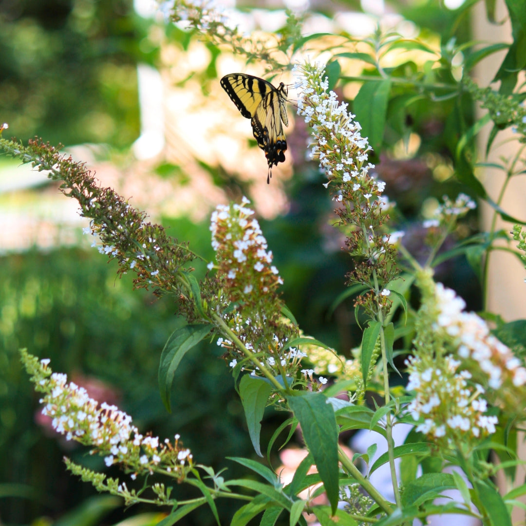 Nanho White Butterfly Bush for Sale