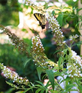 Nanho White Butterfly Bush