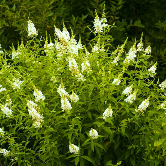white butterfly bush