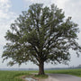 Long-lived Bur Oak planted as a native specimen tree