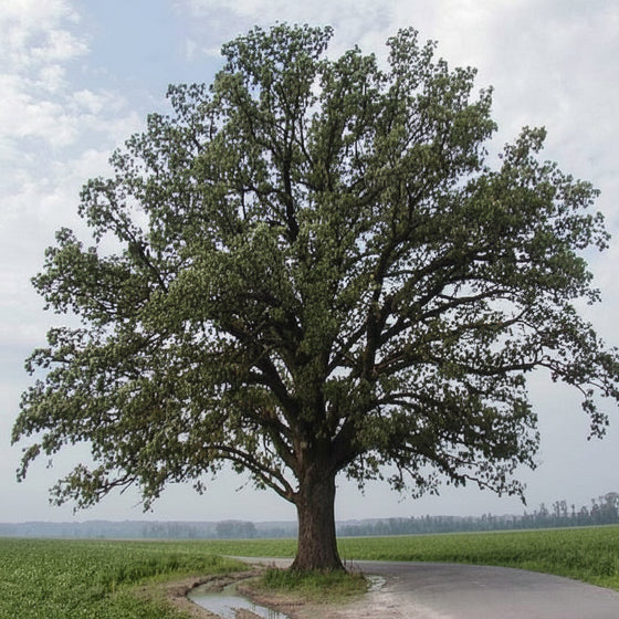 Long-lived Bur Oak planted as a native specimen tree