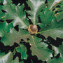 Close-up of Bur Oak large acorn with fringed mossy cap on Quercus macrocarpa