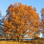 Long-lived Bur Oak planted as a native specimen tree in a spacious yard