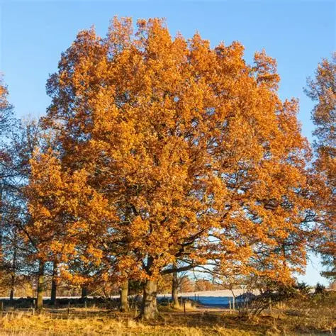 Long-lived Bur Oak planted as a native specimen tree in a spacious yard
