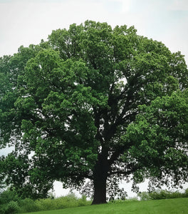 Bur Oak Tree