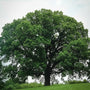 Bur Oak Tree with broad native shade canopy and deeply furrowed bark growing in a large sunny landscape