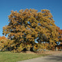 Native Bur Oak leaves and acorns providing wildlife food in a sunny landscape