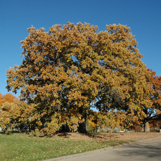 Native Bur Oak leaves and acorns providing wildlife food in a sunny landscape