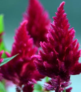 Burgundy Celosia